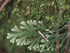 Selaginella