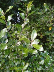 Pittosporum