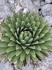 Agave victoriae-reginae
