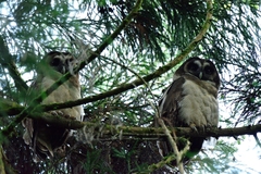 Strix leptogrammica