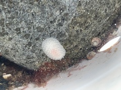 Onchidoris muricata