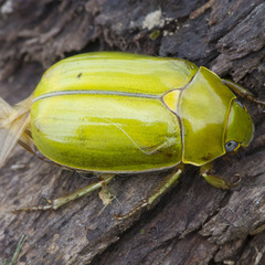 Pelidnota prasina
