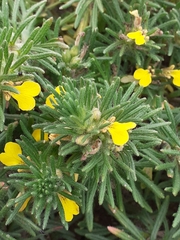 Ajuga chamaepitys