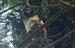 Strix leptogrammica
