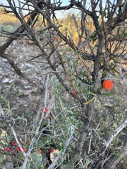 Ibervillea tenuisecta