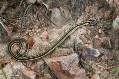 Thamnophis cyrtopsis