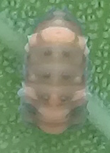 Coelophora inaequalis