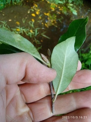 Pittosporum