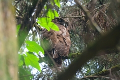 Strix leptogrammica
