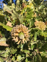 Quercus ithaburensis