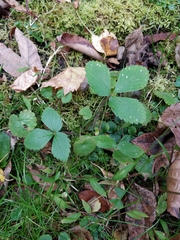 Fragaria virginiana