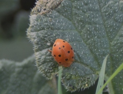 Henosepilachna argus