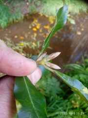 Pittosporum