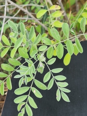 Indigofera lindheimeriana