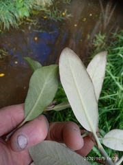 Pittosporum