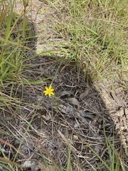 Croptilon divaricatum