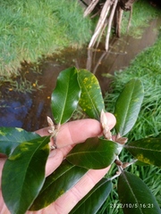 Pittosporum