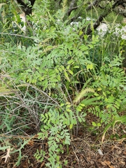 Indigofera lindheimeriana