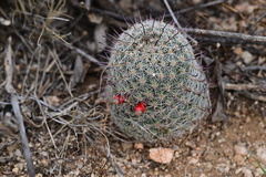 Mammillaria grahamii