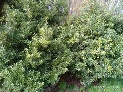 Pittosporum