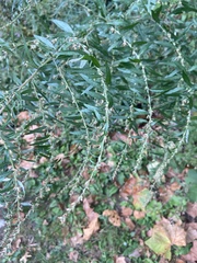 Artemisia vulgaris