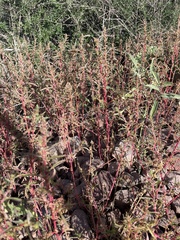 Dysphania graveolens