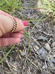 Croptilon divaricatum