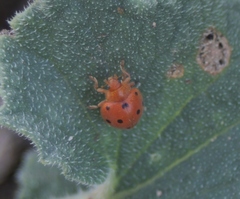 Henosepilachna argus