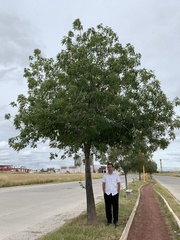Ceiba speciosa