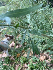 Artemisia vulgaris