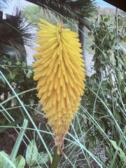 Kniphofia uvaria