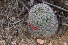Mammillaria grahamii