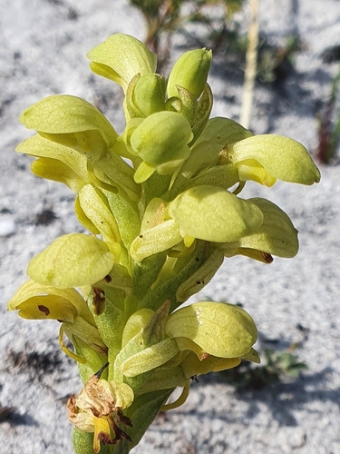 Image of Disa sabulosa by (c) Corli du Toit Smith, some rights reserved (CC BY)