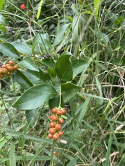 Citharexylum berlandieri