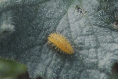 Henosepilachna argus