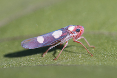 Tettisama quinquemaculata