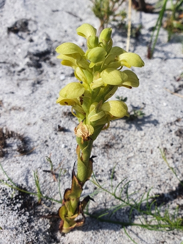 Image of Disa sabulosa by (c) Corli du Toit Smith, some rights reserved (CC BY)