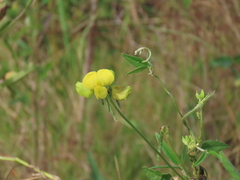Vigna luteola