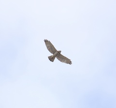 Buteo platypterus