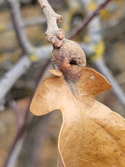 Andricus quercuspetiolicola