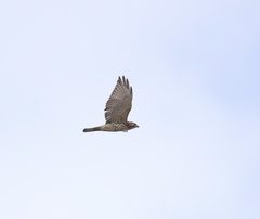 Buteo platypterus