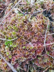 Sphagnum subnitens