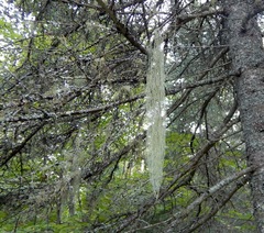 Usnea cavernosa