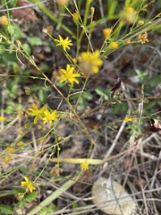 Gutierreziinae