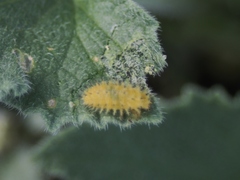 Henosepilachna argus