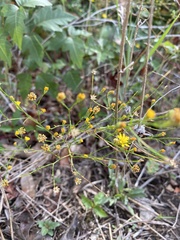 Gutierreziinae
