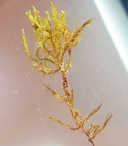 Image of Kandaea elodes by no rights reserved