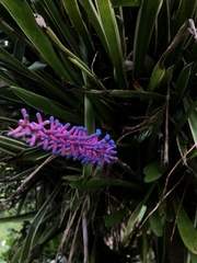 Aechmea gamosepala