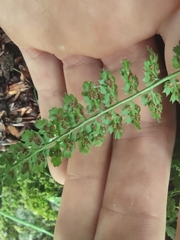 Asplenium fontanum