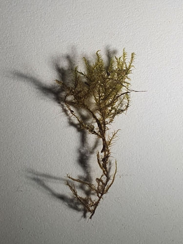 Image of Kandaea elodes by no rights reserved